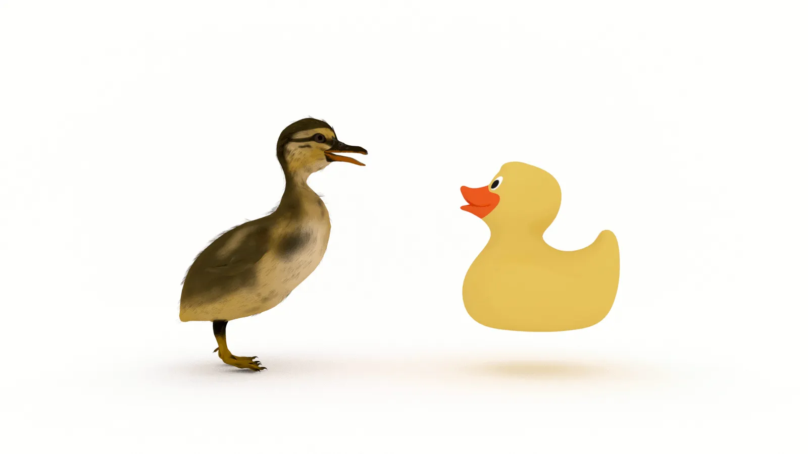 Image of a duck encountering a rubber duck