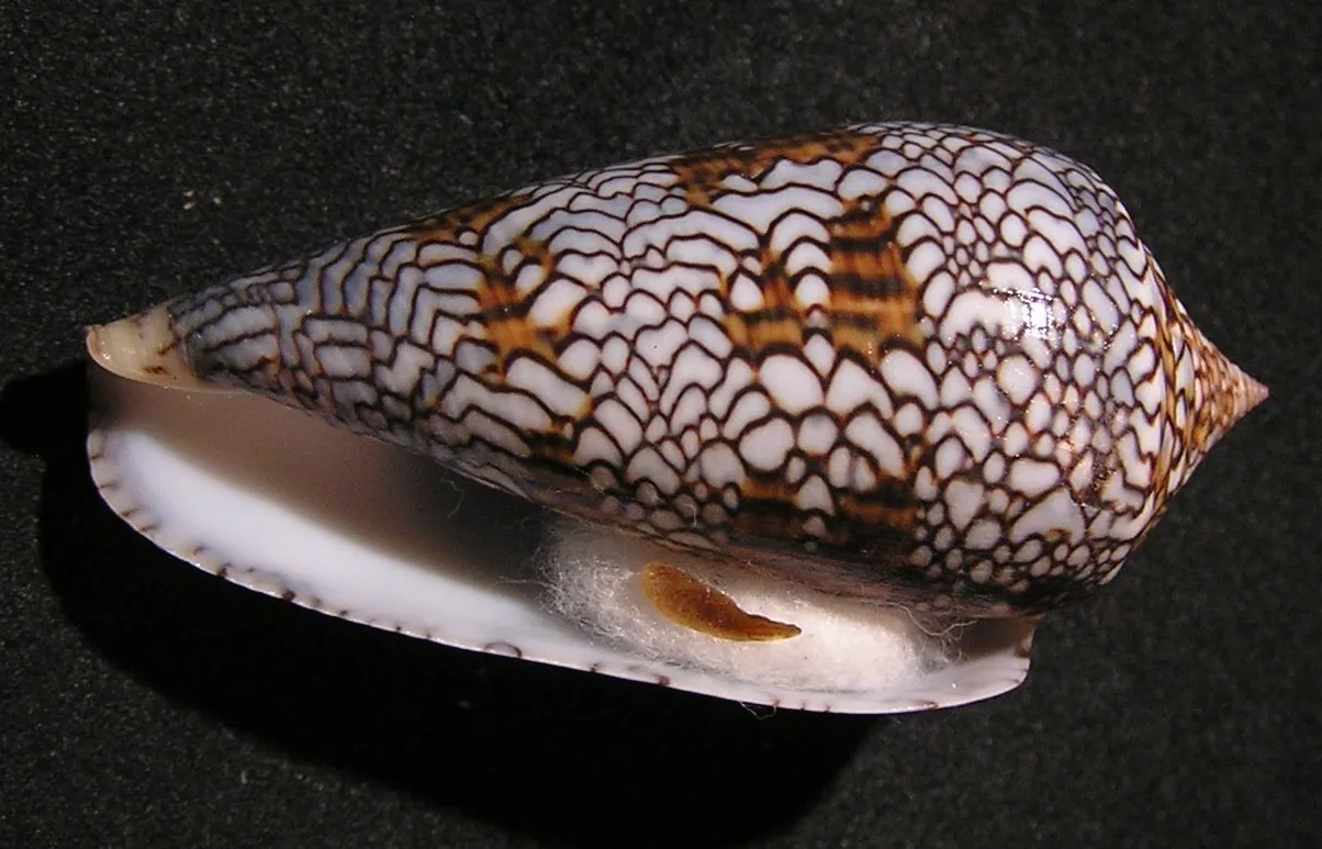  conus textile snail 